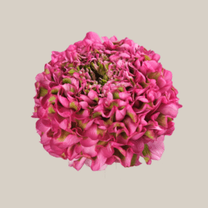 Cloni Pon Pon Aladdin