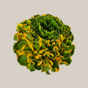 Cloni Pon Pon Merlino