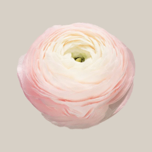 Elegance Rosa Chiaro