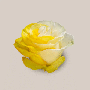 Mondial Yellow White