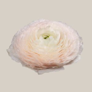 Cloni Success Favola