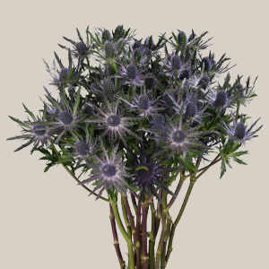Eryngium