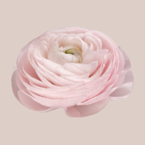 Cloni Success Nebbia